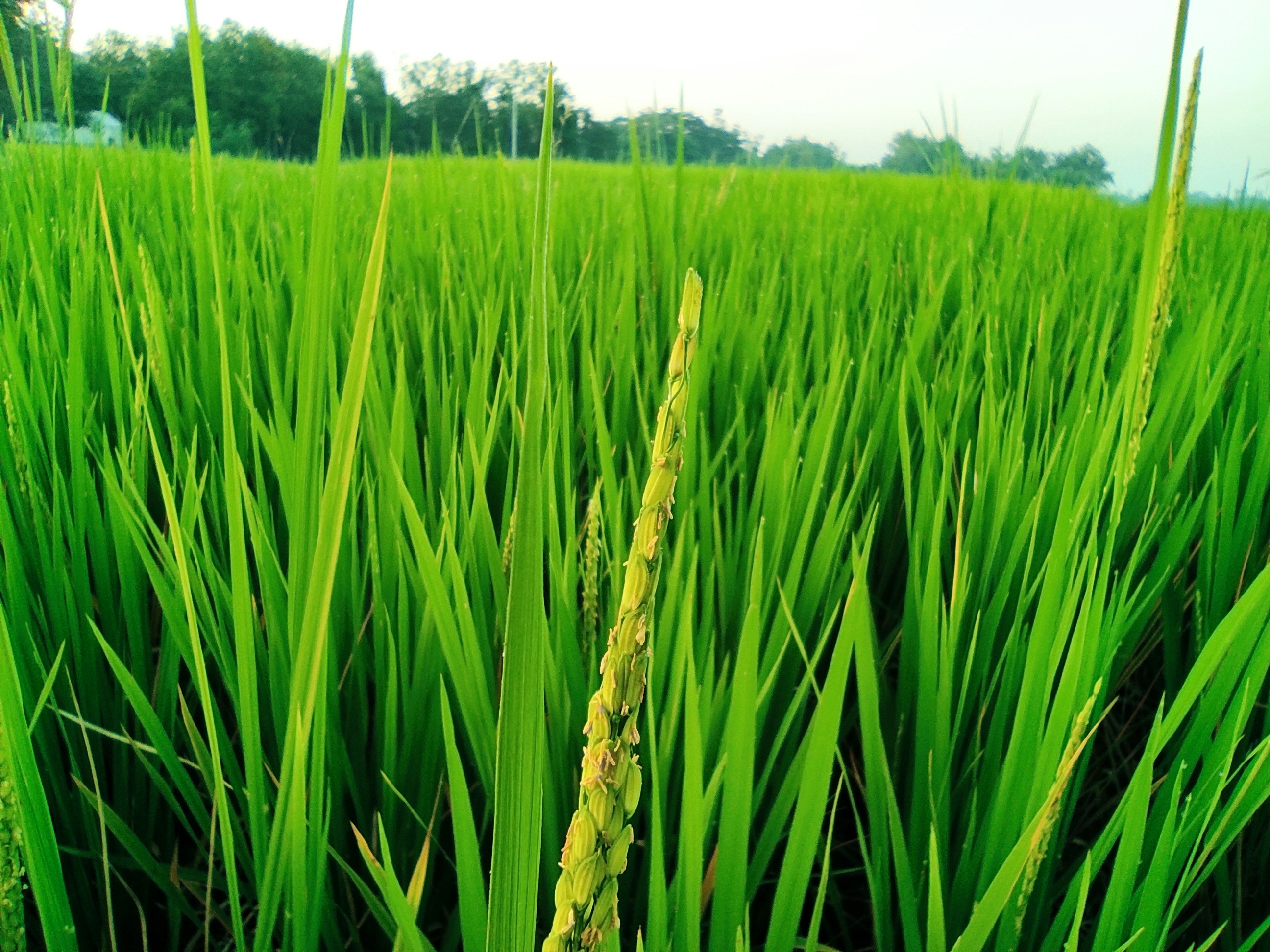 Siembra de arroz